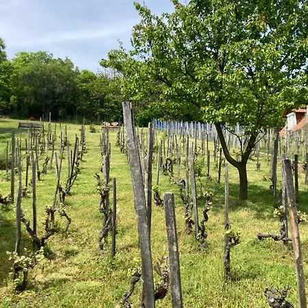 Vince Pince Haz Lejlighed